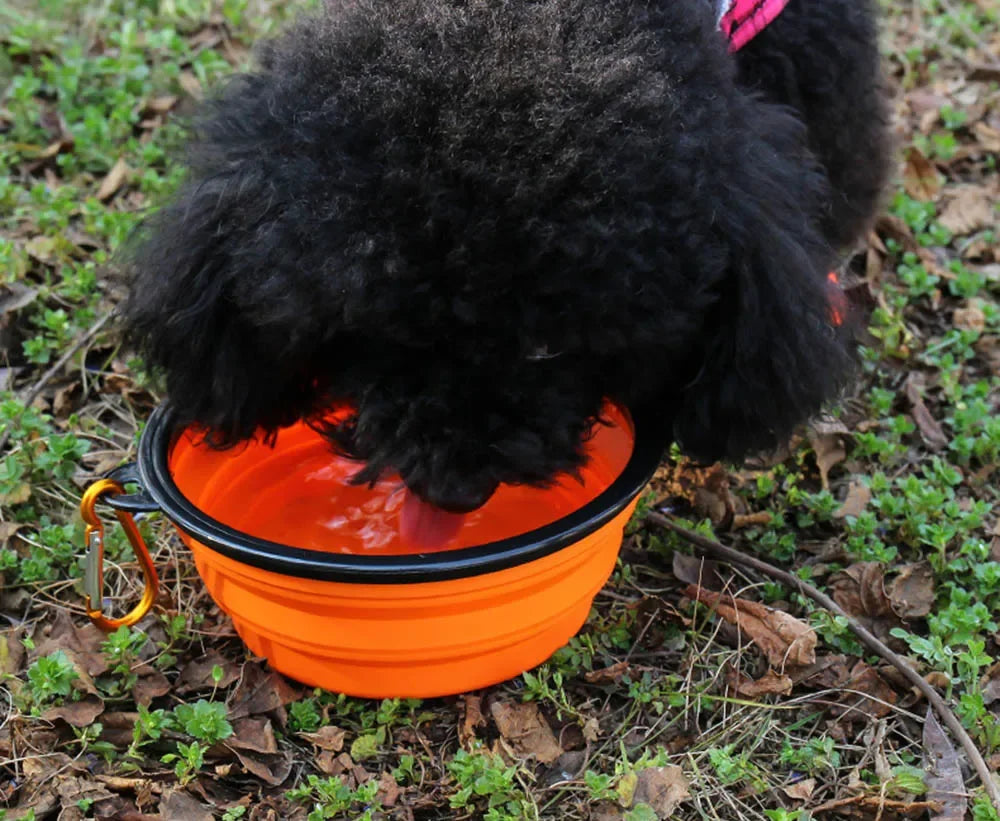 Portable Folding Pet Bowl Dishes with Carabiner Pet Supplies