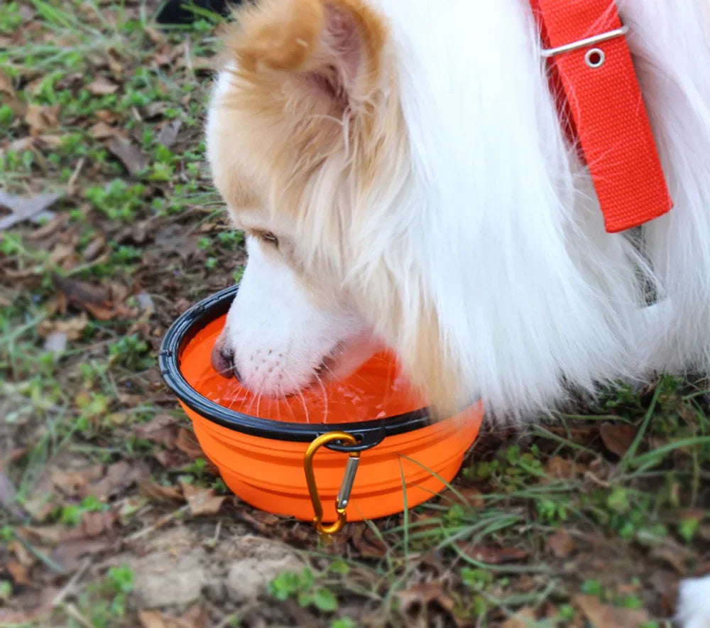 Portable Folding Pet Bowl Dishes with Carabiner Pet Supplies