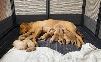 8 Panels Heavy Duty Dog Playpen Pen